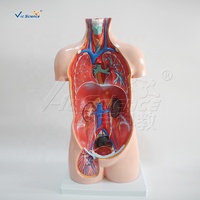 Modelo Anatómico para Estudiantes de Ciencias Médicas, Modelo de Anatomía del Torso del Cuerpo Humano de 85 cm, Modelo de Torso Sin Sexo de 20 Partes