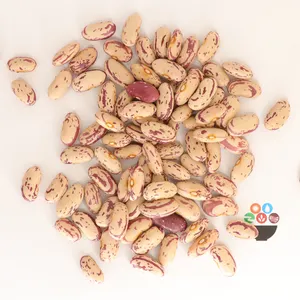 Grosir Organik Kering Bentuk Panjang 97% Kemurnian Cahaya Berbintik Kacang Merah Gula Kacang Pinto