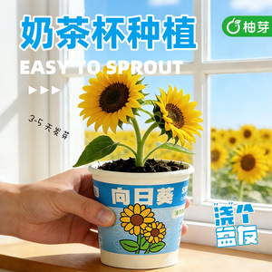Pot de culture pour plantes d'intérieur Luck Grass, mini pot de bureau, cadeau pour enfants, récompense scolaire - Product Image 5