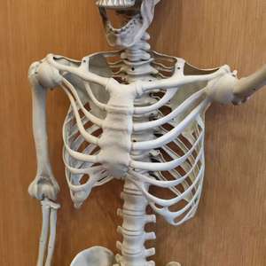 Squelette humain en plastique grandeur nature de 60 pouces pour extérieur, avec articulations réglables, pour décoration de fête d'Halloween - Product Image 6