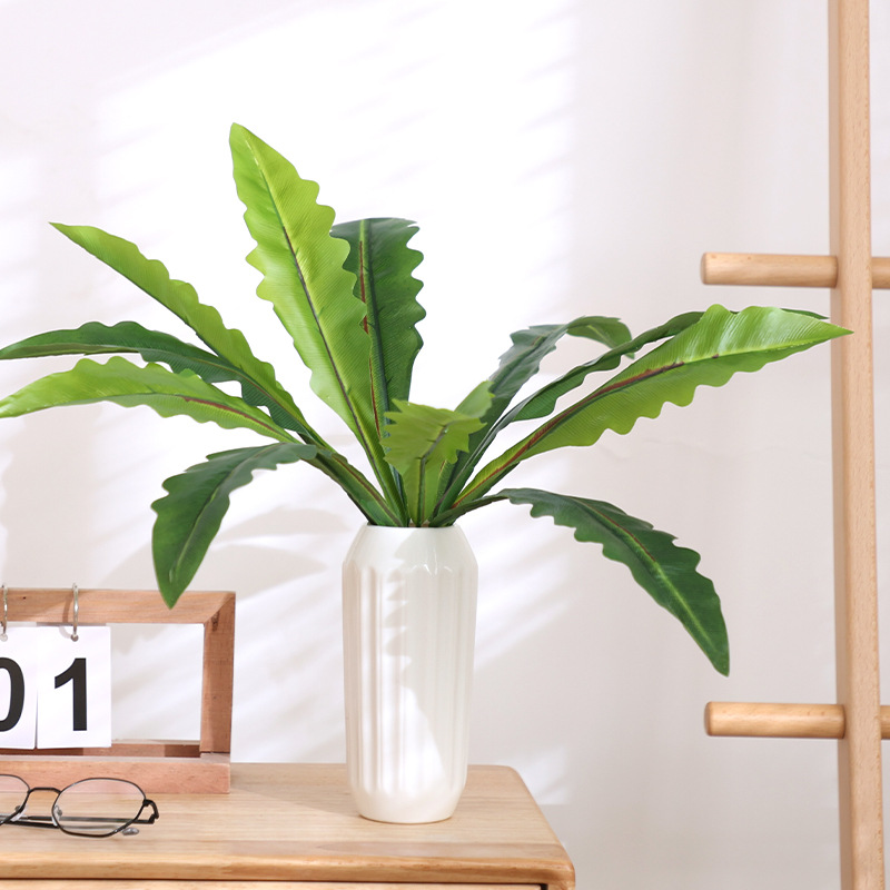 Fougère nid d'oiseau