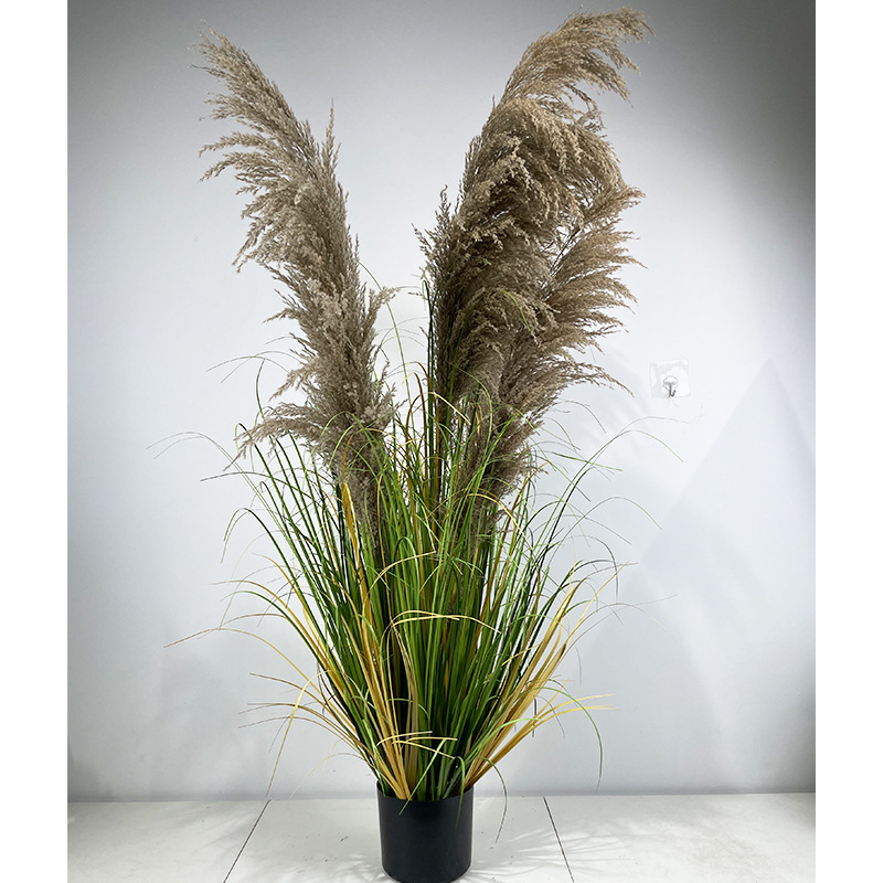 130 cm, 5 têtes