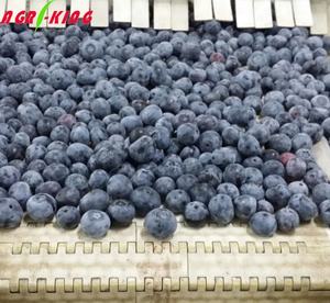 Brc Haccp Groothandel Distributie Buk Nieuw Seizoen Iqf Bevroren Bosbessen - Product Image 4