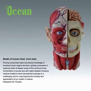 मानव सिर और गर्दन के साथ संरचनात्मक मॉडल पेशी cerebrovascular तंत्रिका रक्त वाहिकाओं - Product Image 2