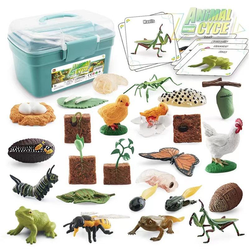 Learning Life Cycle Science Learning Education