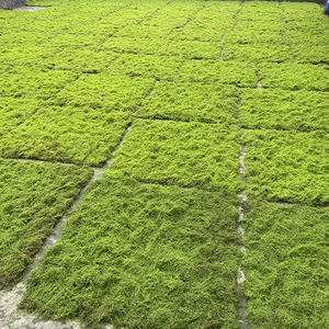 सिम्युलेटेड मॉस टर्फ, सिम्युलेटेड ब्राउन और ग्रीन मॉस टर्फ कारखाने थोक, परिदृश्य सजावट मोएस टर्फ - Product Image 4
