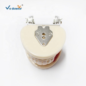 Modelo de entrenamiento Typodont, modelo de mandíbula de práctica de <span class=keywords><strong>implantes</strong></span> <span class=keywords><strong>dentales</strong></span>, modelo de dientes humanos, modelo de educación de Ciencias Médicas - Product Image 5