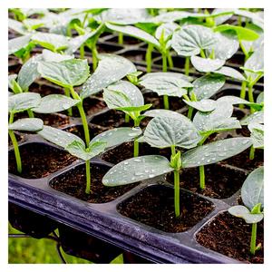 Offre Spéciale plastique profondément enracinée planteur plateaux <span class=keywords><strong>de</strong></span> semis, plante arbre graines plateau en ligne - Product Image 6