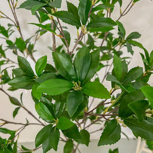 Plantes artificielles en pot <span class=keywords><strong>Pieris</strong></span> <span class=keywords><strong>Japonica</strong></span>, verdure artificielle, décoration d'intérieur, jardin, arbre en plastique - Product Image 4