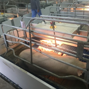 Équipement d'élevage porcin durable, cage de mise bas en acier galvanisé à chaud avec panneau en PVC, cage de maternité pour truies - Product Image 5