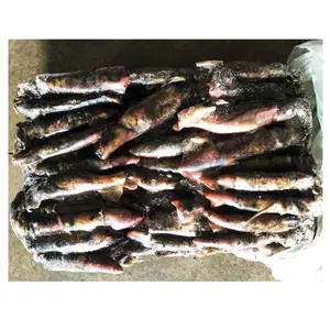 Đông Lạnh Mực Cá Đen Loligo opalescens Mực (Mực) Toàn Bộ Khổng Lồ Mực Giá Cho Philippines Thị Trường - Product Image 1