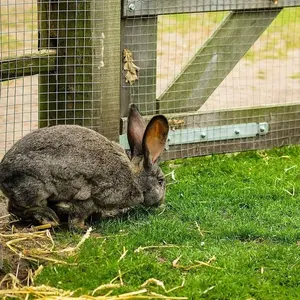 Günstige Fabrik 14 Gauge 1x1 Vierkant loch geschweißt Vogelkäfig Kaninchen käfig Draht geflecht Rolle