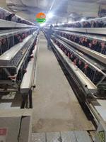 Cage à poules pondeuses de type A, cage d'élevage en structure A pour ferme avicole