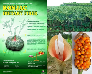 Nouilles <span class=keywords><strong>Konjac</strong></span> à faible teneur en glucides et riches en fibres, pâte de shirataki, spaghetti au curcuma, nouilles nutritives sans gluten, sans sucre - Product Image 6