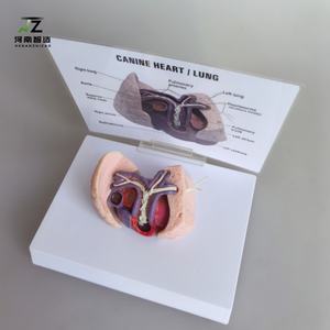 หัวใจสุนัข แบบจำลองหนอนหัวใจในสุนัข หลอดเลือดสุนัข ปอด อวัยวะ การสอนทางการแพทย์ แบบจำลองสัตวแพทย์ - Product Image 3