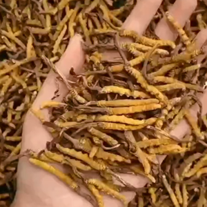 Cordyceps Sinensis Liofilizado Cultivado Entero, Precio al por Mayor, Compras en un Solo Lugar, Cordyceps Sinensis Natural - Product Image 3