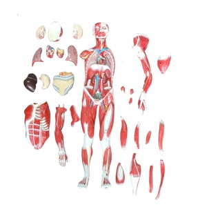 Modelo Anatómico de <span class=keywords><strong>Esqueleto</strong></span> <span class=keywords><strong>Humano</strong></span> de 27 Partes y 80 cm, Modelo Muscular <span class=keywords><strong>Humano</strong></span> para Ciencias Médicas, Modelo de Anatomía Muscular Humana - Product Image 1