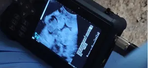 Beste Prijs Medisch Alle Digitale Dierlijke Zwangerschap Handheld Scanner Apparaat Draagbare Veterinaire Echografie Machine Voor Hondenrunderen