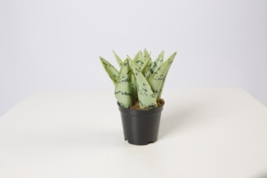 Plantes serpent artificielles de couleur verte, vente en gros, 300 CM, 14CM - Product Image 2
