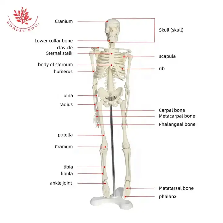 Recursos de enseñanza FORESTEDU, modelo de esqueleto de 45CM para niños, suministros educativos para estudiar, modelo de esqueleto de medicina esquelética