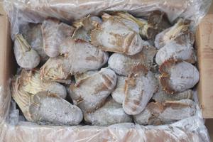 Harga kompetitif Lobster sandal HOSO Frozen asli Vietnam - Product Image 3