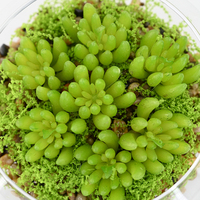 Collection élégante de plantes succulentes artificielles en pots de verre, idéale pour les décorations de mariage, les fêtes et comme idée cadeau pour la maison.