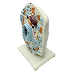 動物の薄い胸部モデル動物の細胞構造顕微鏡的に拡大されたゴルジミトコンドリアル生物-科学キット - Product Image 4