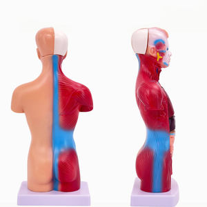 Учебное оборудование, Обучающие инструменты, мини-модель человеческого анатомического туловища, 28 см, модель туловища со съемными органами - Product Image 2