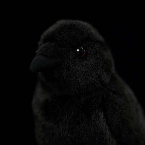 Peluche Realista de Cuervo, Juguete de Peluche Suave para Niños y Amantes de las Aves - Product Image 6