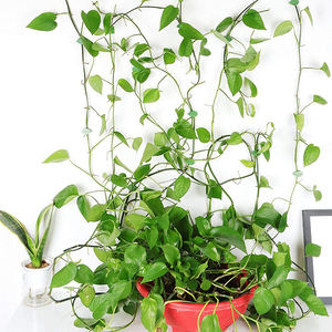 <span class=keywords><strong>Support</strong></span> pour plantes, boucle de fixation des racines des plantes, clips pour feuilles, fixation murale pour plantes grimpantes, <span class=keywords><strong>support</strong></span> de traction en rotin de jardin - Product Image 4