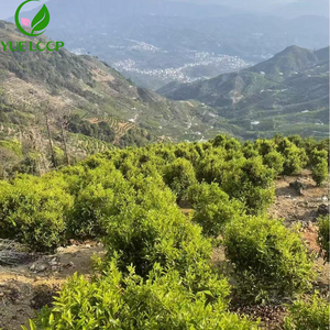 Hot Selling Bulk Arabic Script Health <strong>Tea</strong> New High Quality Organic Slimming Green <strong>Tea</strong> Leaves in Bag - Product Image 5