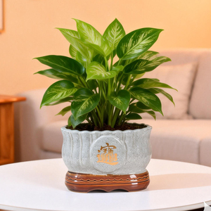 Árbol <span class=keywords><strong>de</strong></span> <span class=keywords><strong>la</strong></span> Fortuna Bonsái - Maceta <span class=keywords><strong>de</strong></span> Cerámica Azul con Carácter Chino Dorado "Riqueza y Prosperidad" - Product Image 2