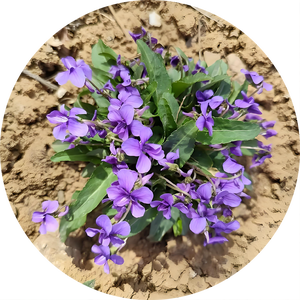Viola <span class=keywords><strong>Yedoensis</strong></span> Makino Extrakt Viola <span class=keywords><strong>Yedoensis</strong></span> Makino Pulver Zihuadiding Extrakt - Product Image 3