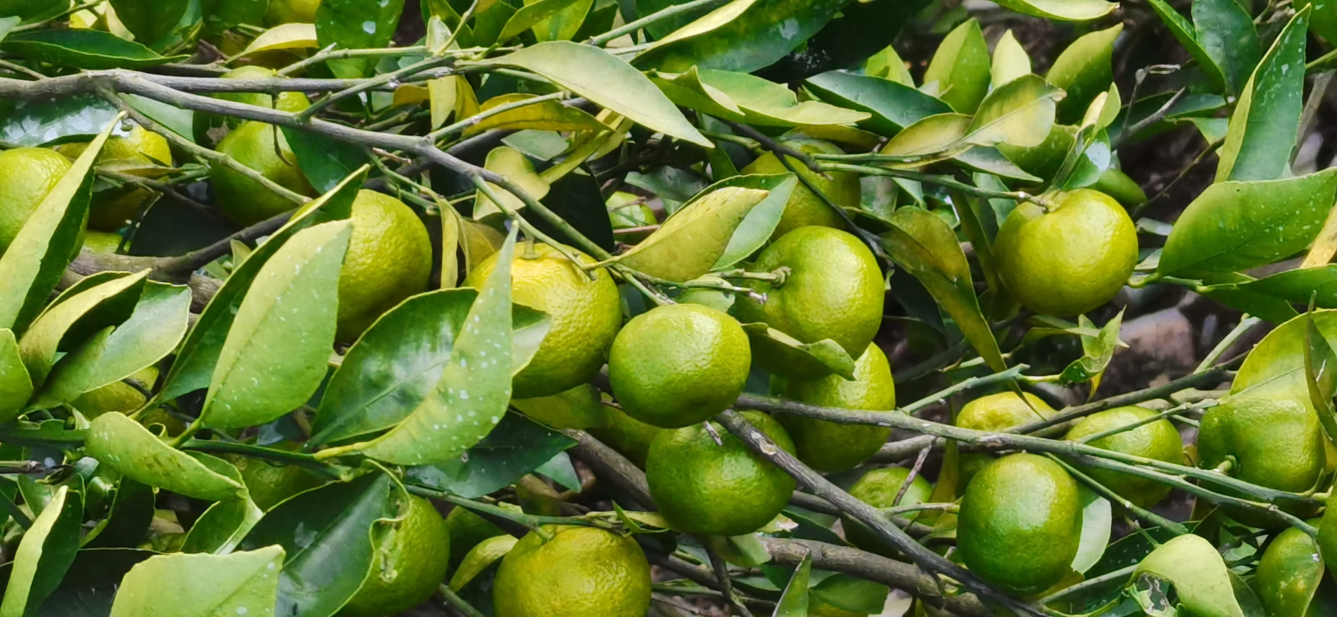 Adubo npk líquido de ação rápida para agricultura com múltiplos micronutrientes