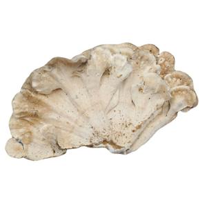 สมุนไพรเพื่อสุขภาพเห็ดหางไก่งวงแห้ง coriolus versicolor - Product Image 2