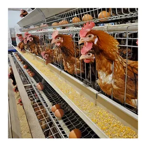 Revêtement de zinc lourd 5000 oiseaux A Type 4 niveaux cage de poulet en batterie de ponte à vendre