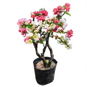 Bonsaï de Pomme de Pommier Vieillie à Tronc Longue Durée de Vie - Plante d'Intérieur en Pot Variété Changleshou Pleureuse Origine Chine Saison Printanière - Product Image 1