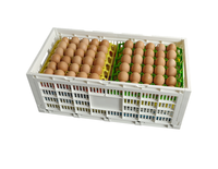 Panier à œufs pliable en plastique PP à design maillé, boîtes de rangement, bacs, caisses pliables empilables recyclables pour la maison