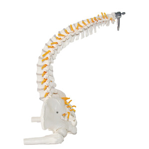 Modelo <span class=keywords><strong>de</strong></span> Espina Dorsal Humana Genuina <span class=keywords><strong>de</strong></span> 50 cm, Flexible, con <span class=keywords><strong>Huesos</strong></span> <span class=keywords><strong>de</strong></span> Pierna y Articulación Pélvica - Product Image 4