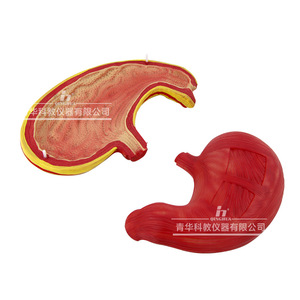 Modelo de Anatomía del Estómago Qinghua, Instrumento de Enseñanza de Anatomía del Estómago Normal, Demostración Médica de Órganos Humanos, para Estudiantes - Product Image 3