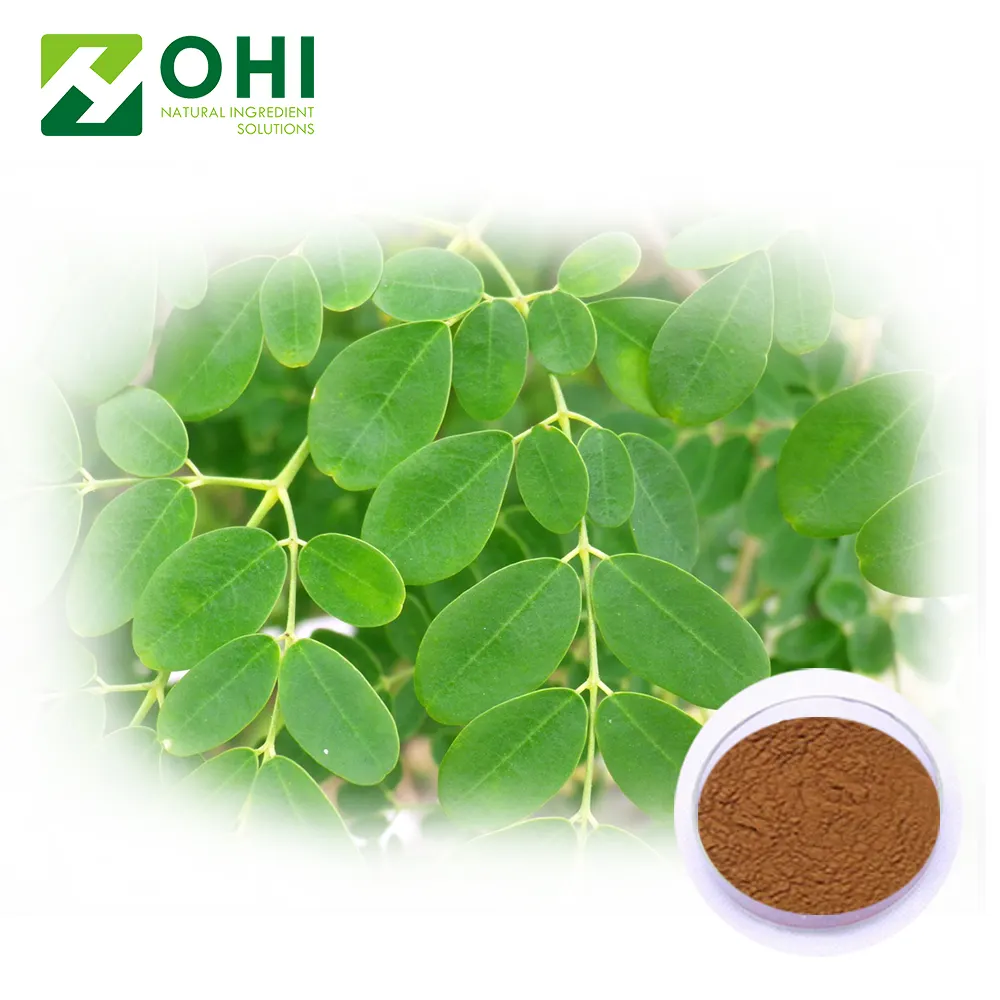 Moringa oleifera bitki özü moringa ağacı yaprak tozu