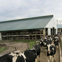 Abri pour bétail en acier galvanisé à chaud, hangar préfabriqué pour bovins, grande grange pour moutons, abri pour bétail facile à assembler