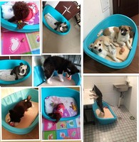 Lit en plastique pour animaux domestiques, de haute qualité, étanche, lavable, pour l'été, niche pour chiens et chats