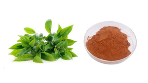 Bán buôn hữu cơ màu xanh lá cây chiết xuất trà polyphenol 98% 98% epigallocatechin gallate <span class=keywords><strong>EGCG</strong></span> - Product Image 2