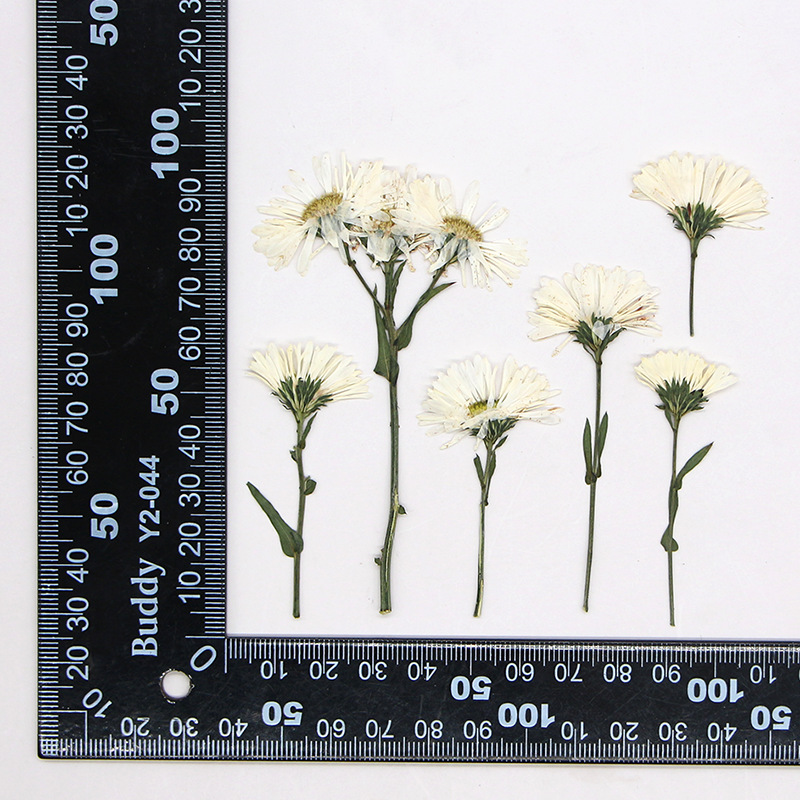MH391 Natural white 12pcs/bag