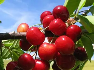 Acerola Cherry Extract Powder 10:1 Whole Pure Natural Acerola Extract Acerola Cherry Powder