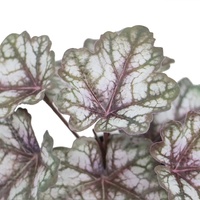 Plante artificielle mini Caladium Taro à 7 feuilles, 23 cm de haut, vente en gros, petit bonsaï