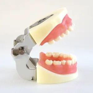牙科牙齿模型与发音