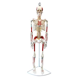 Modello di scheletro umano FRT007 W/tutto il corpo muscoli appeso tipi 1/2 grandezza naturale 85cm vendita calda materiale in PVC ricorso per l'insegnamento - Product Image 1