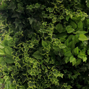 Caliente de la manera artificial Sistema de la <span class=keywords><strong>pared</strong></span> verde jardín <span class=keywords><strong>vertical</strong></span> - Product Image 4